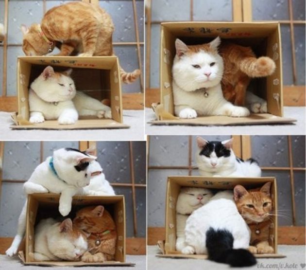 Ако сложите една котка пред няколко кутии с различни размери, тя няма да избере най-голямата. Напротив, ще влезе в тази, в която ще й е най-тясно (според нашата преценка, разбира се). А всъщност тя избира най-сигурната, независимо от това, че кутията е твърде малка за нея.