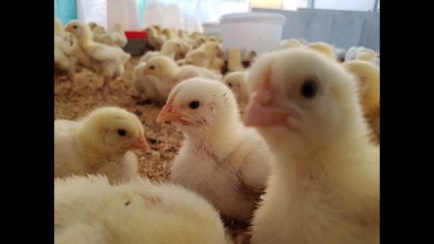 Не купувайте от промишлени птицеферми бракувани и слаби пилета, нищо че са по-евтини
Снимки: YouTube