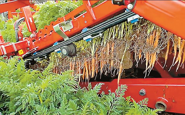 Специална лента изтегля морковите от земята