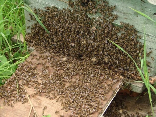 За да може пчелното семейство да продължи активно да се развива, без да изпадне в роево състояние, трябва да му  се постави трети корпус. Но пчеларят така трябва да е организирал работата, че това да се случи преди главната паша.