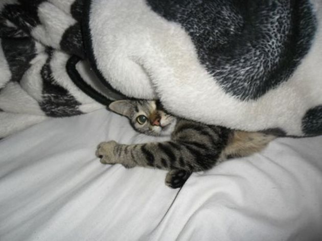 Едно от любимите скривалища на всяка домашна котка е под одеялото затова трябва да им го осигурите