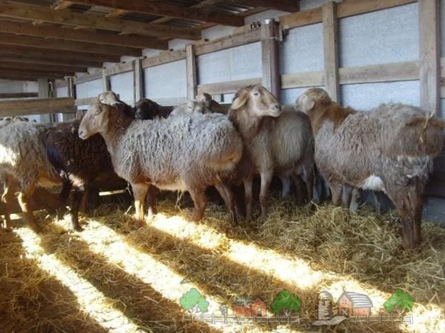 Подгответе кошарите и за овцете. В края на декември и през януари предстои раждането на агнетата.
