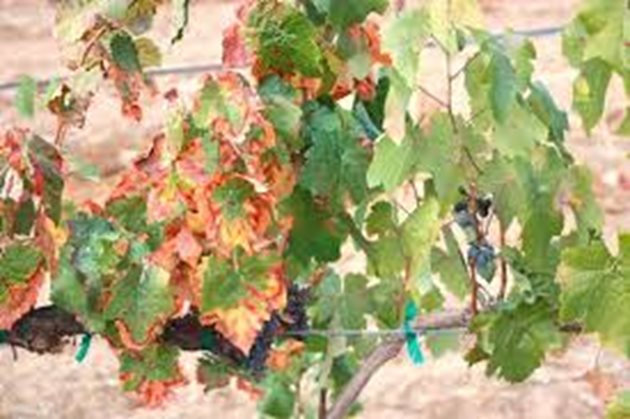 Пазете от пригори по листата на лози и асми в горещо и слънчево време - отразяват се на реколтата