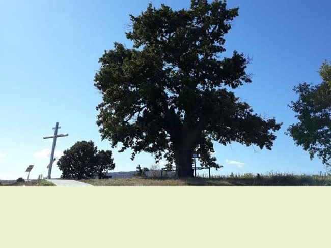 Българското дърво, което е номинирано в конкурса 
СНИМКА:treeoftheyear.org