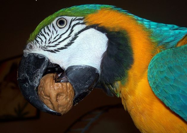 Папагал ара си чупи орех Снимка: Susan Shepard
