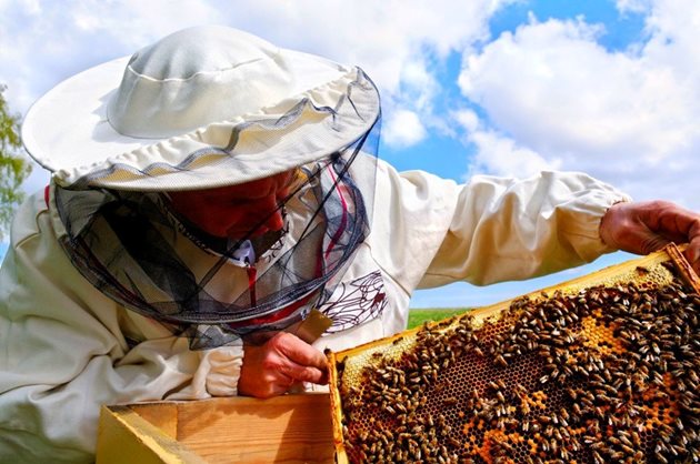 В България сектор пчеларство е отворен за всички, но не може всеки да се занимава с това