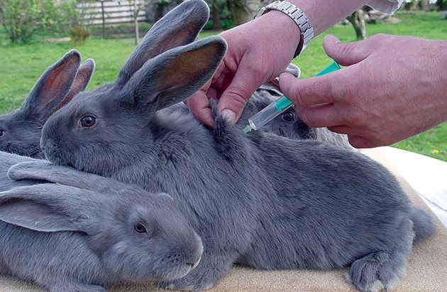 Малките зайчета се ваксинират срещу миксоматоза след навършване на 4-месечна възраст
