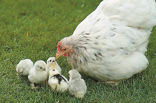 Добър вариант е кокошките да са от смесено направление - за яйца и месо.
