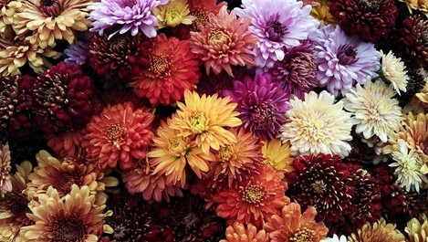 Най-красивите и лесни за отглеждане цветя през есента