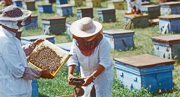 Климатичните промени и високата конкуренция на външния пазар поставят пред молдовските пчелари нови и нови препятствия всяка година. Експертите призовават за предприемането на мерки за укрепване на пчеларската индустрия.