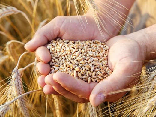 Словакия забрани преработката и продажбата на украинско зърно заради пестициди