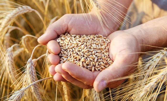 Словакия забранява преработката и продажбата на украинско зърно. СНИМКА: Фейсбук