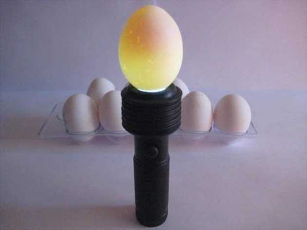 Предлагаме различни варианти за преглеждане на яйцата на лампа, за да се установи разположението на жълтъка.