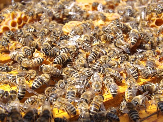 Ако хранителните запаси са недостатъчни и пчеларят няма възможност да даде пити с мед и прашец, пчелните семейства са изложени на гладуване. Вземете бързи мерки.