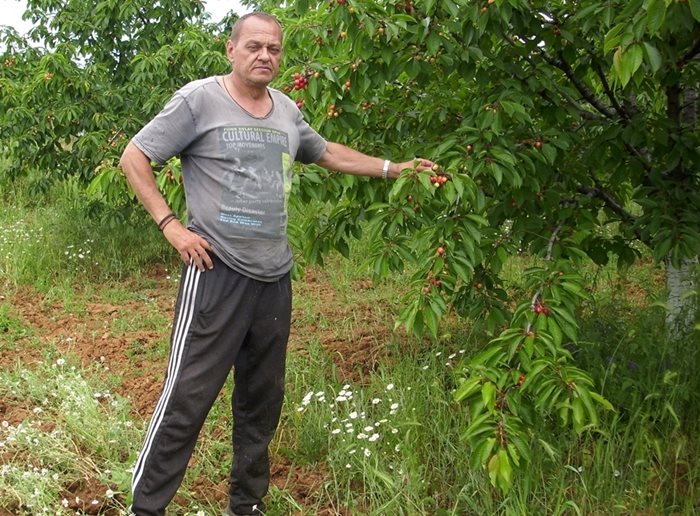 И в черешовата  градина от 180 дка на Росен Тодоров в село Лиляч още не е започнала беритбата. “Зреенето  закъснява  с около 15 дни”, казва той.