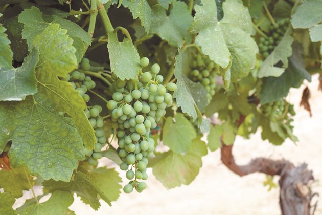 При недостатъчно калиево хранене от почвата гроздето може да стане дребно