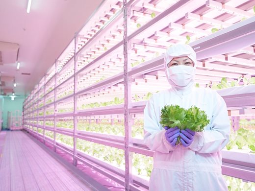 Японска ферма отглежда вертикално по 12 000 марули дневно с LED осветление