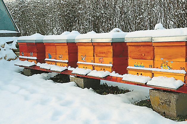 През зимата пчелите приемат храна не повече от веднъж седмично и това е напълно достатъчно, за да поддържат силата си в период на намалена активност