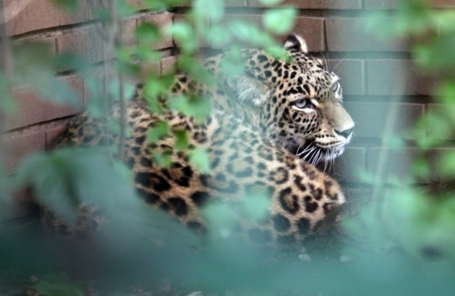 Женският леопард си почива на сянка.