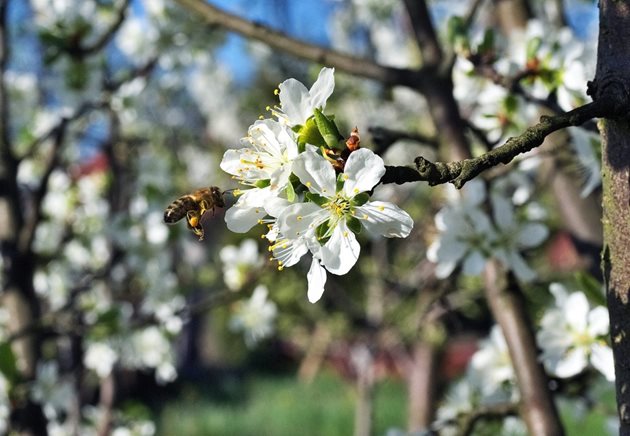 Заради лошото време пчелите не събират нектар и прашец, а нуждата от храна в семействата се усилва. Засилва се и темпът на развитието на семействата. Затова и значително нараства консумациите на мед за изхранване на пилото. А това зависи от пчеларя!