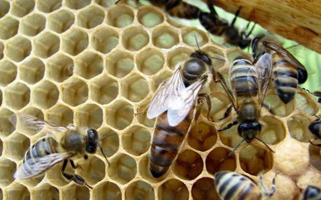 Пчелната майка снася яйца само в свободни и добре почистени килийки