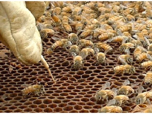 Възприемчив организъм – това са пчелните ларви. При пчелите няма ваксини и не е възможно да се създават изкуствено невъзприемчиви ларви спрямо американския гнилец.