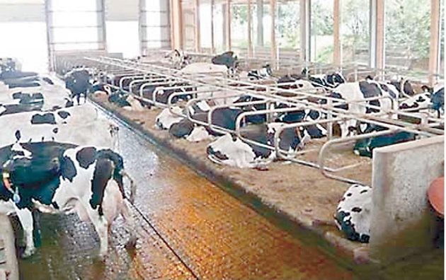 Под покрива, който преди бил обикновен навес на торохранилище, вече има модерна млечна кравеферма със 130 скотоместа. Но не бива да се подминава и размерът на инвестициите - около 1 млн. евро.
