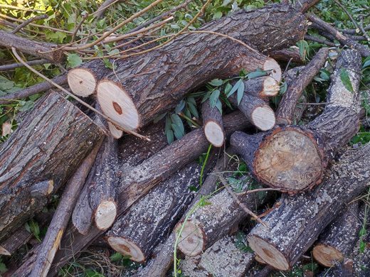 Парламентът не прие връщането на 10-те кубика евтини дърва за домакинство