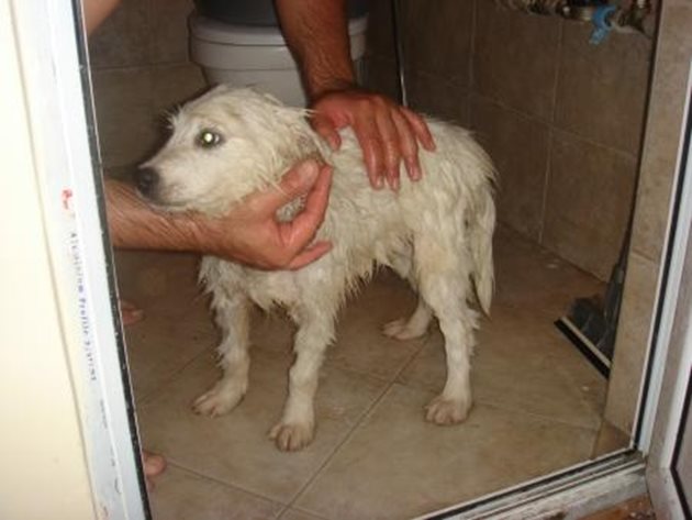 И кучето не може да мине без редовно къпане