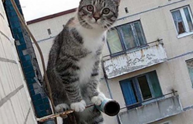 Котките не се страхуват от височината, дори я предпочитат