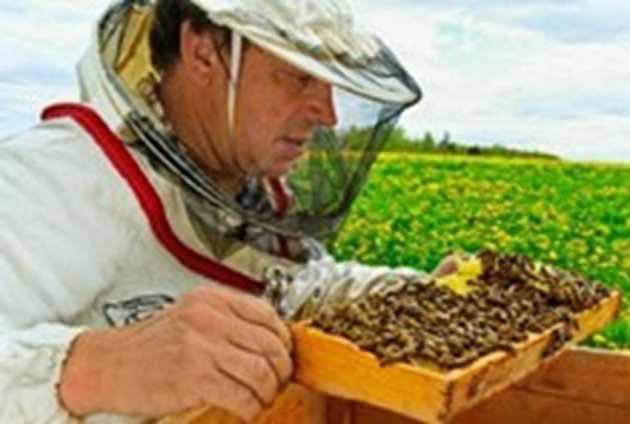 Средната производителност на пчелно семейство в Литва е 17,8 кг мед. А консумацията на мед на глава от населението е около 0,7 кг.