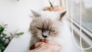 Породата котка, която имаме, говори за личността и емоционалното ни състояние