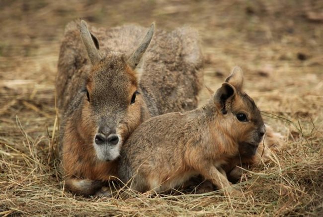 Патагонска мара е едър южноамерикански гризач от род Мари Видът е разпространен в патагонската част на Аржентина. Поради визуалната прилика със зайците често е наричан и с името Патагонски заек.