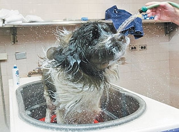 Най-важното е да не къпете кучето с гореща вода. И да не го охладите с прекомерно студена вода особено при изплакване или пък да настине след банята.