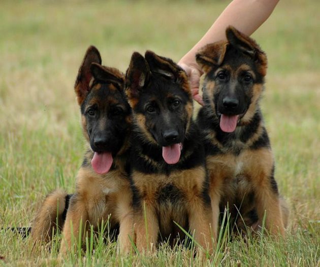 До 6-месечна възраст е нормално ушите на кученцата немска овчарка да не са още съвсем изправени