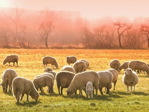 Отпада забраната за изкупуване на овче и козе мляко в 3 ямболски общини