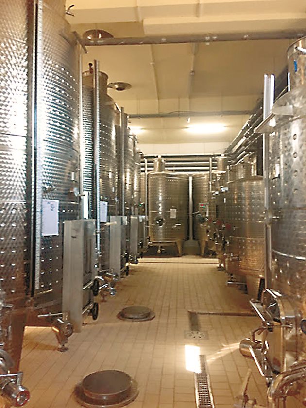 На 1 февруари бе официалното зарязване на лозя в опитното лозе на Института по лозарство в Плевен. Традиционно обаче винарите разпознават повече 14 февруари като техен празник.