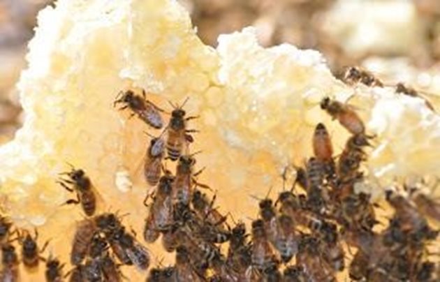 В стомаха на пчелата нектарът се смесва с протеините и ензимите, които "превръщат" нектара в мед.