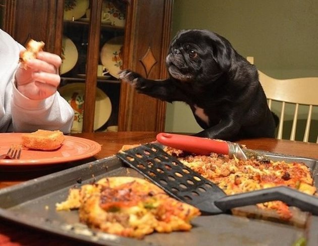 Предупредете гостите си да не дават вкусни хапки на кучето или котката, които неизменно клечат край масата и направо пронизват дъвчещите с поглед