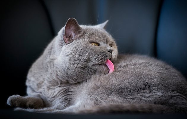 Британските котки отделят много време за хигиената на своята уникална козина