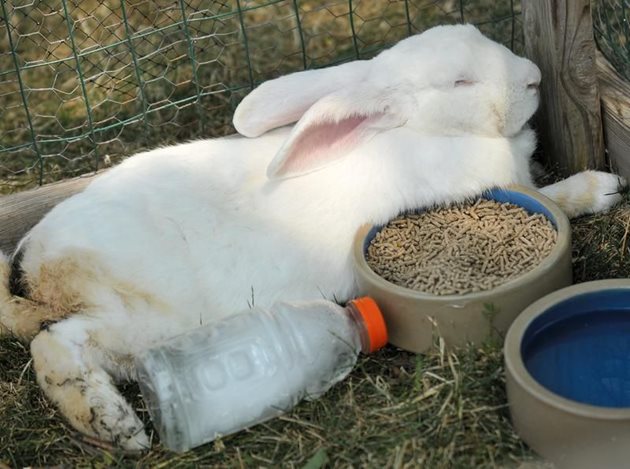 Когато зайците се хранят с гранулиран фураж, потребността от вода за пиене рязко нараства