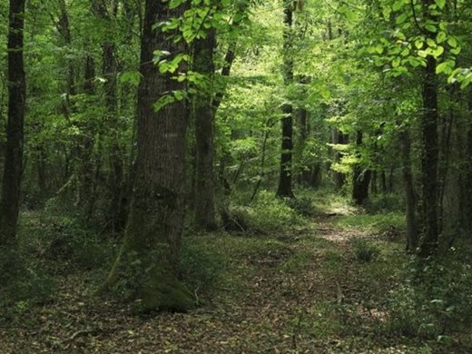 Стартира кампания за изкупуване на частни горски имоти