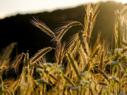 Словакия ще помогне на Украйна за износа на зърно