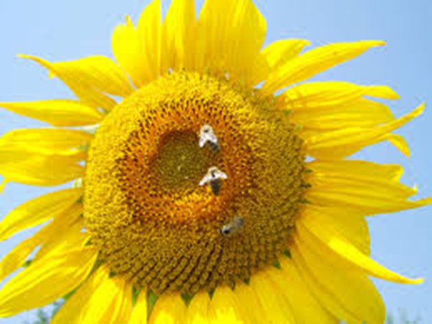 Цъфтящите слънчогледови ниви са ценна паша за пчелите и трудът на пчеларя да настани кошери в близост до посевите се възнаграждава богато.