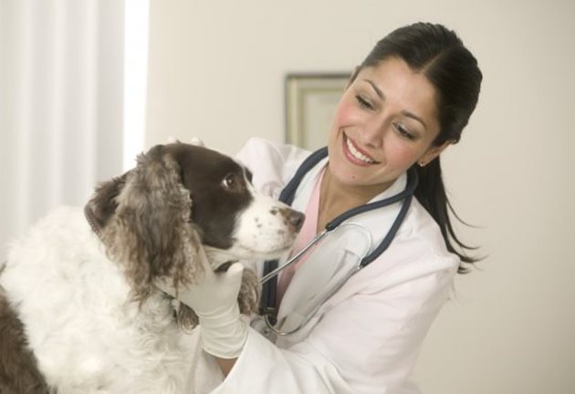 Ако забележите изброените симптоми, веднага заведете животното на лекар, който ще назначи лечебен курс