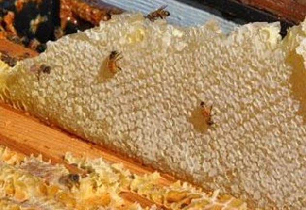 След това пчелите започват да "изпаряват" меда, за да го подготвят за съхранение. Пчелите вентилират с крилата си, за да се изпари водата и да сгъстят меда. Медът съдържа около 10-20% вода, докато нектарът съдържа много повече -  около 80% вода.