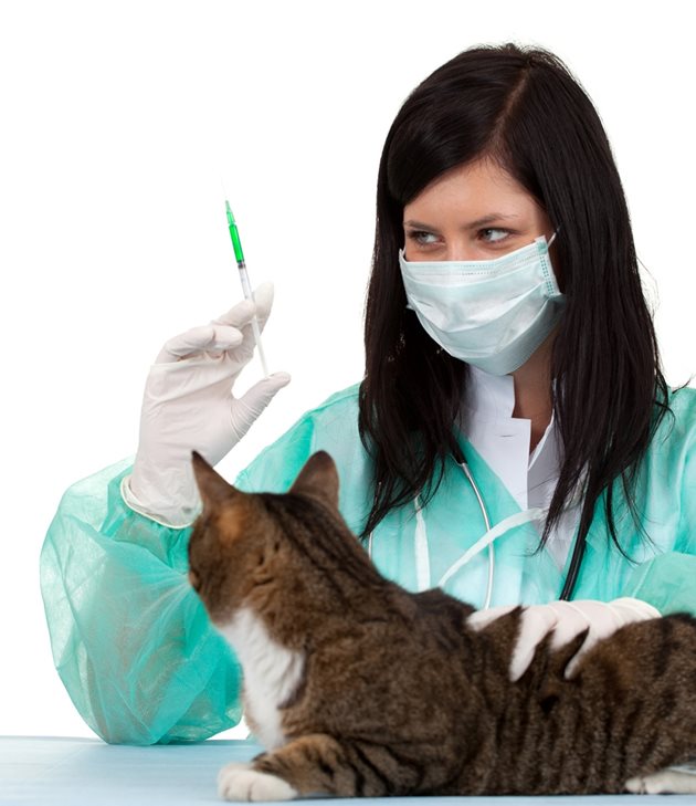 Всяка година ваксинирайте котката си. Ходете поне два пъти годишно при ветеринарния си лекар за рутинни прегледи.