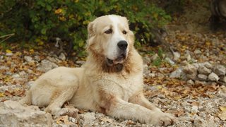 Кучето алабай - най-добрият пазач на животни