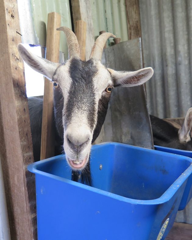 Изхранваният на тогенбургските кози фураж определя вкуса на млякото им
