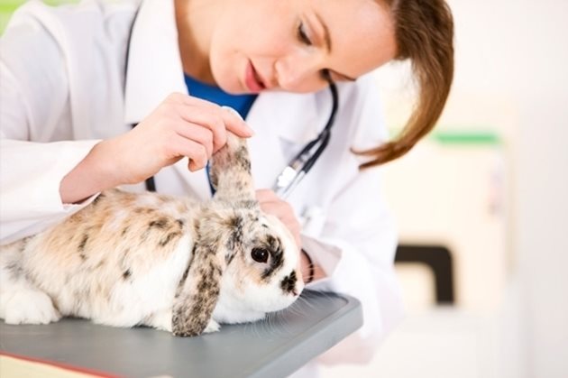Каквито и симптоми да забележите в поведението на зайчето си, веднага потърсете ветеринарен лекар. Никога не лекувайте сами любимеца си!
